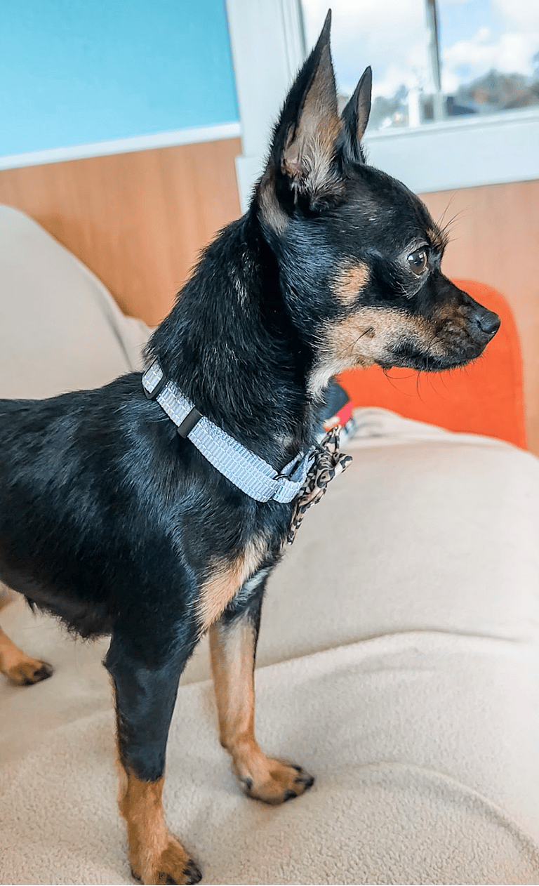 dog rescue: 6-Pound Rescue Pup Finds Forever Home After Being Left to Give Birth in Night Drop