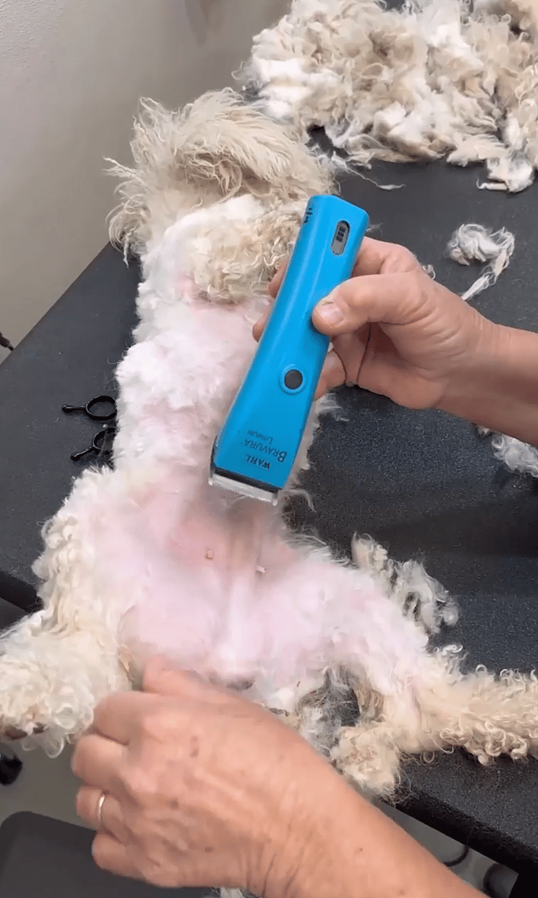 Maltipoo Grooming