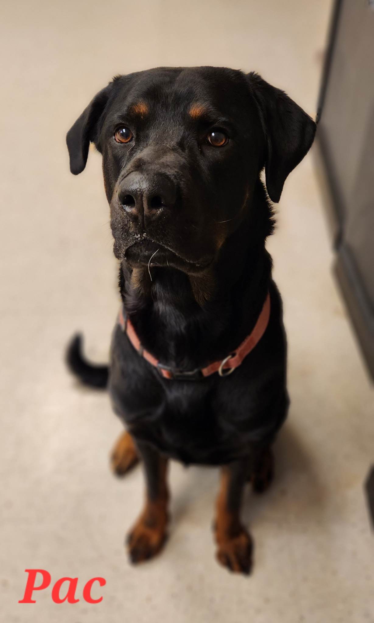 The Big Dog Gets Blamed for Everything