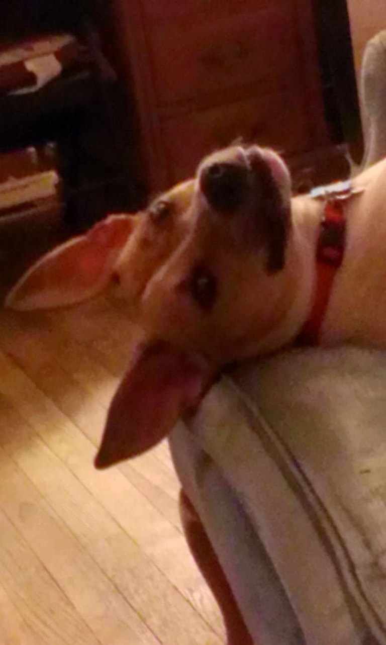 Couple Heartbroken They Can't Have Kids Adopt Abandoned Puppy Who Needed Parents