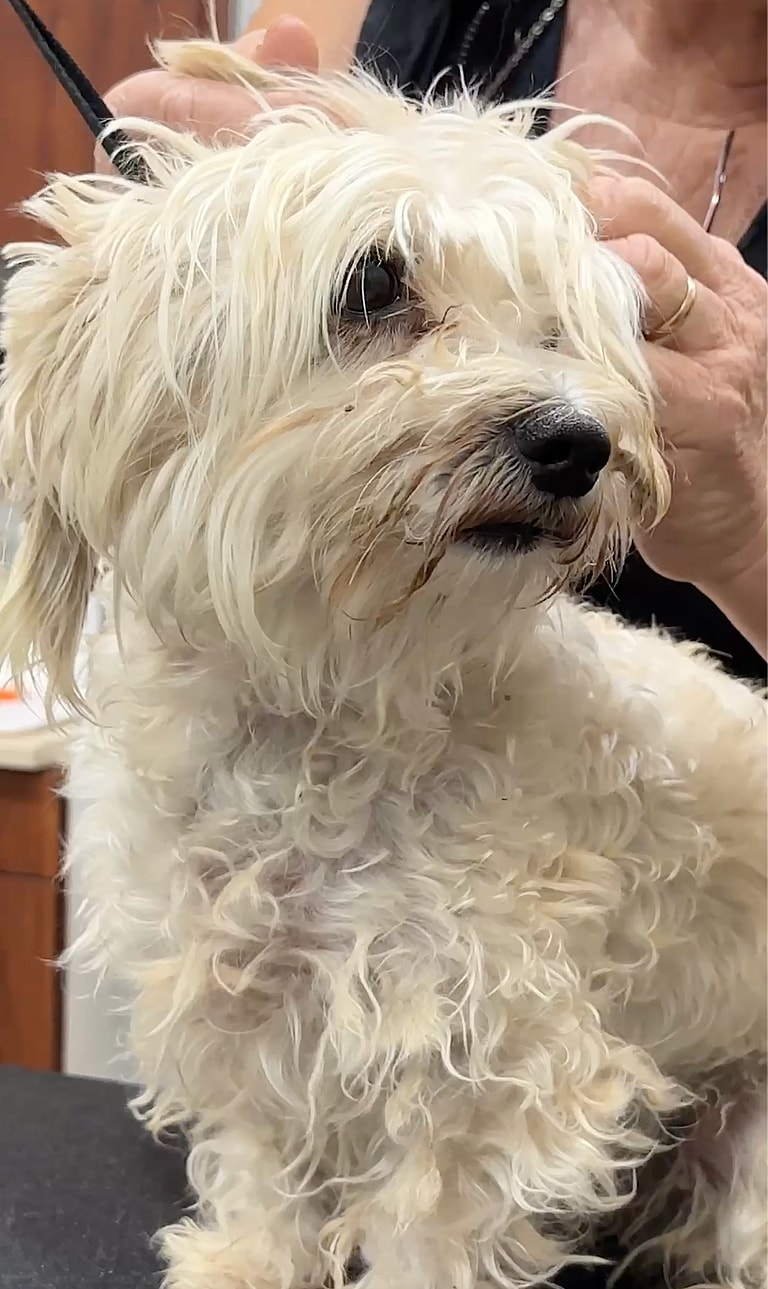 Dog Grooming: This Maltese Was Called a 'Hot Mess'—See Her Heartwarming Glow-Up!