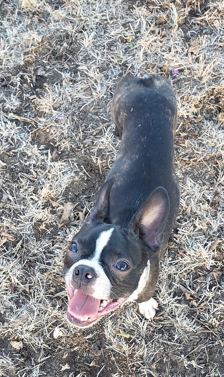 Boston Terrier Defied The Odds To Regain His Zest For Life