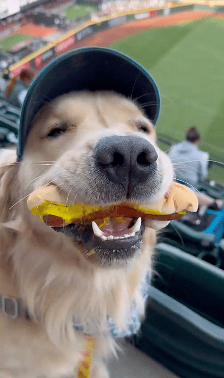 Hungry Golden Retriever Steals the Show By Chowing Down on Hot Dog During Baseball Game