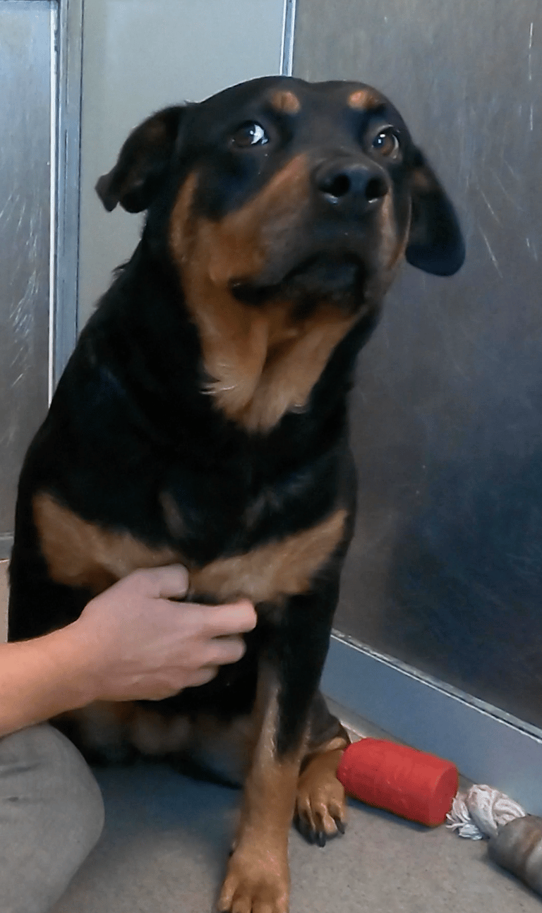 Shelter Rottweiler