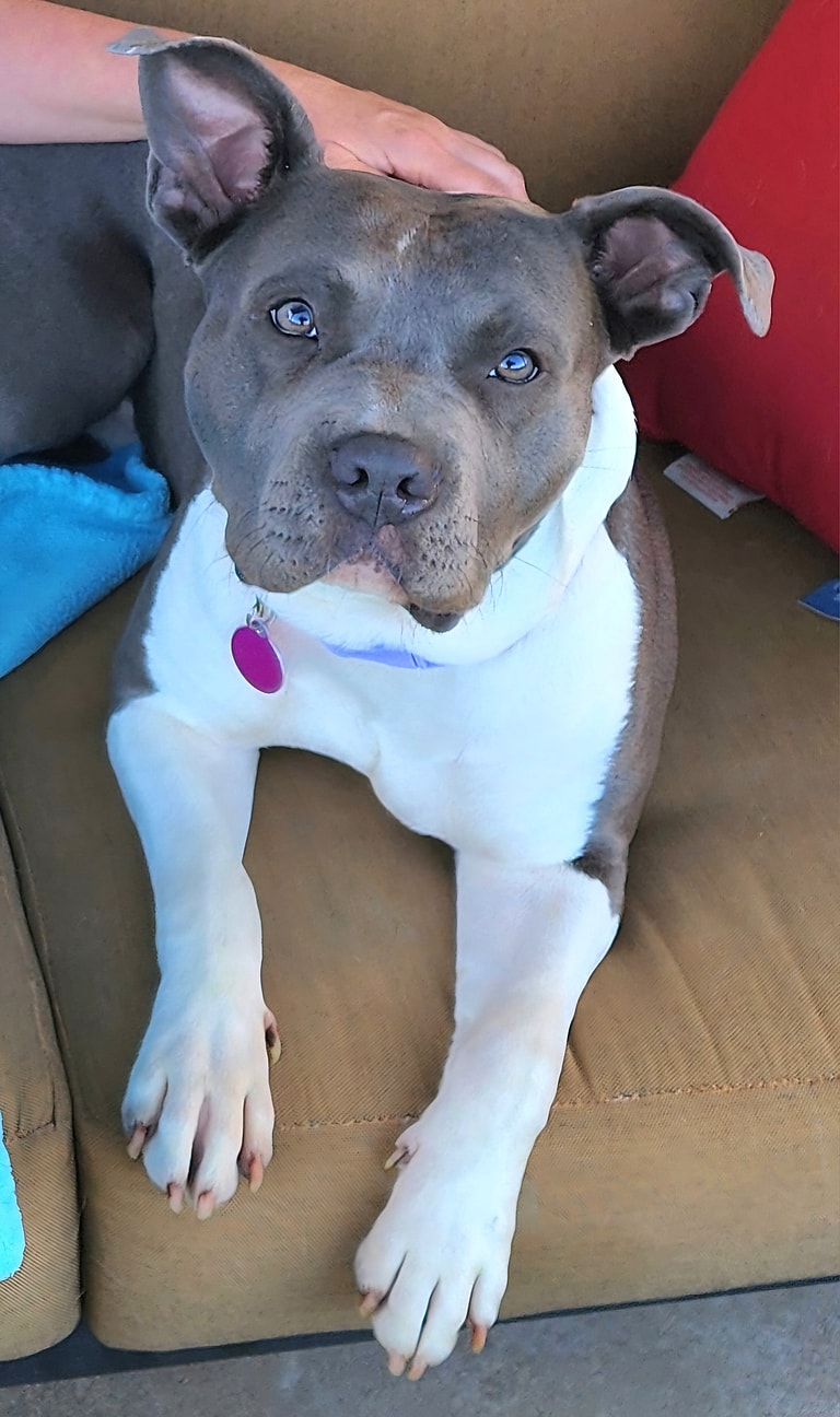 Gia up for Adoption