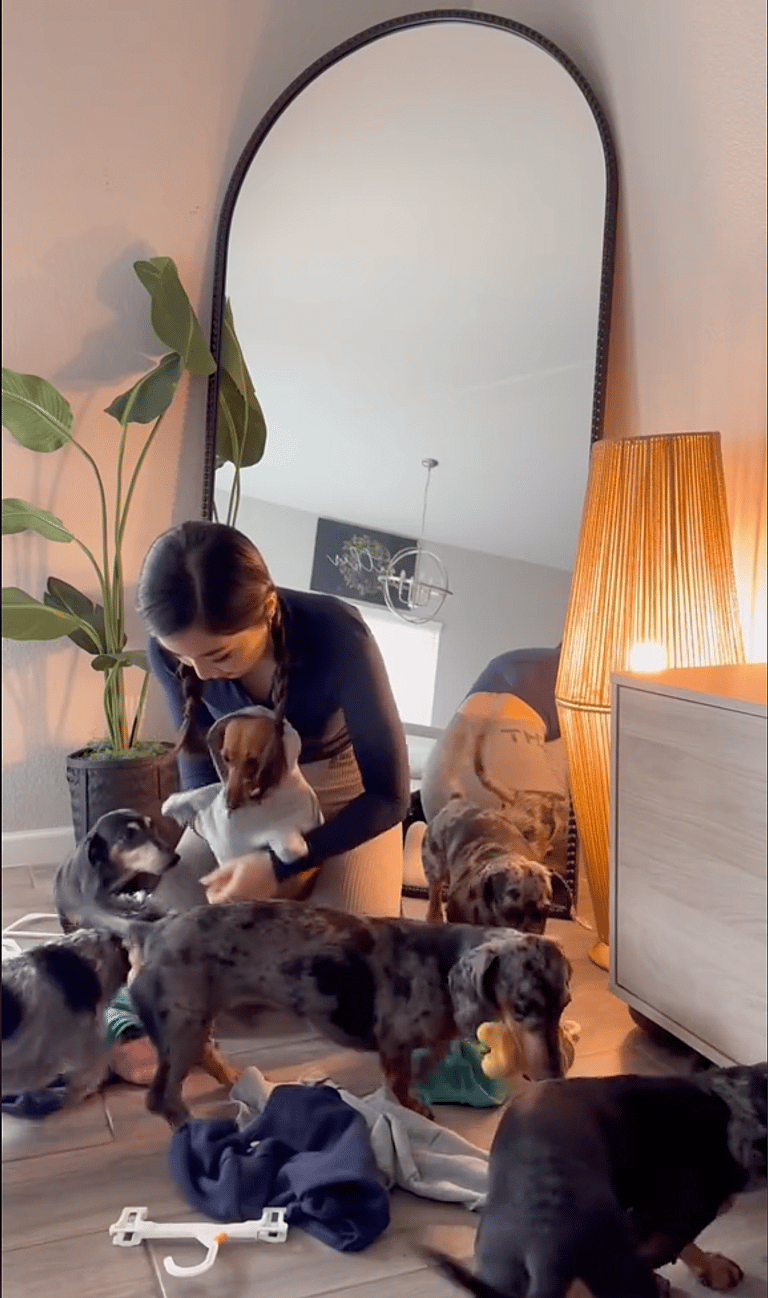 Dachshunds Head Out on a Morning Run