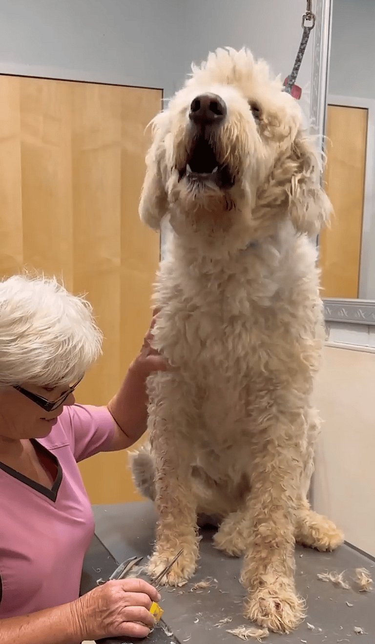 shelter dog makeover-grooming