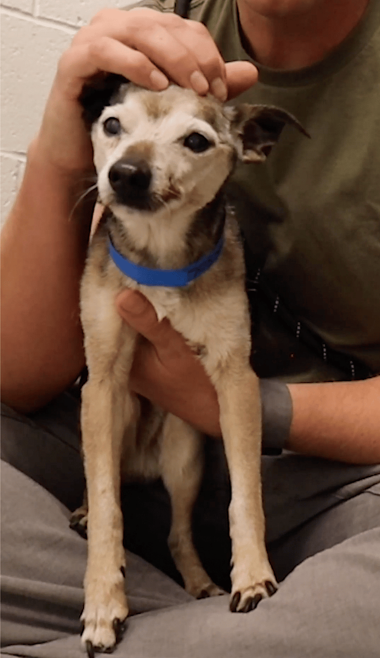 Dog Spent 14 Years as Someone's Pet, Then They Tossed Him Away Because He Was Old.