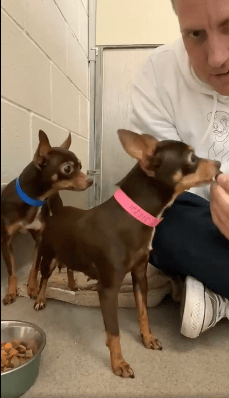 Sitting with dogs - bonded pair