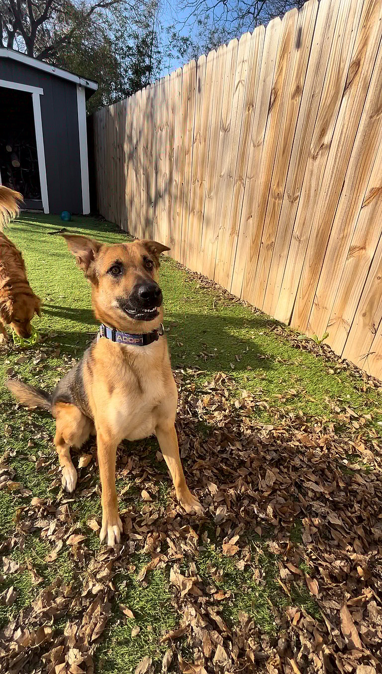 dog up for adoption: Starving, Injured Stray German Shepherd Lured Off Streets With Clever Rescuer's Chicken Trap