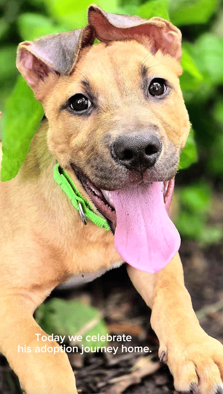 Meet the Puppy That Survived Houston's Deadliest Streets With Nothing but a Newspaper