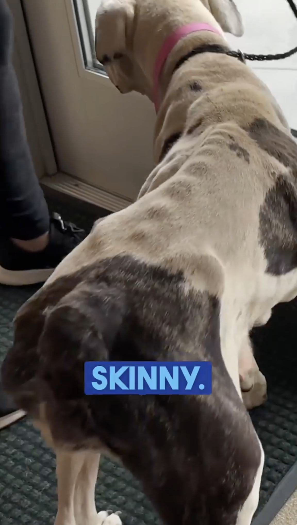 shelter dog makeover-grooming