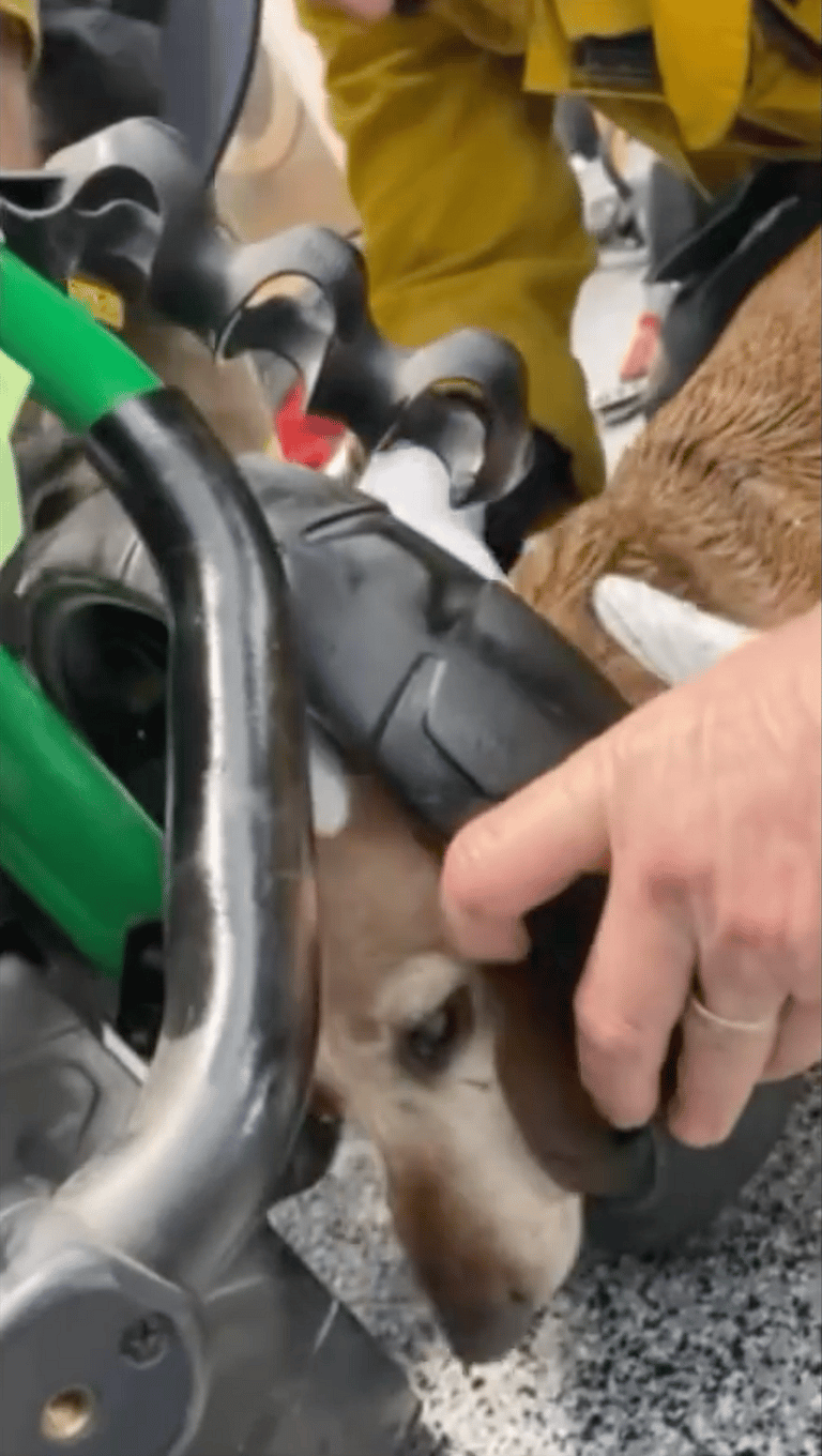 Los Angeles Firefighters Rush to Rescue Dachshund Whose Head Was Trapped in Golf Cart Wheel