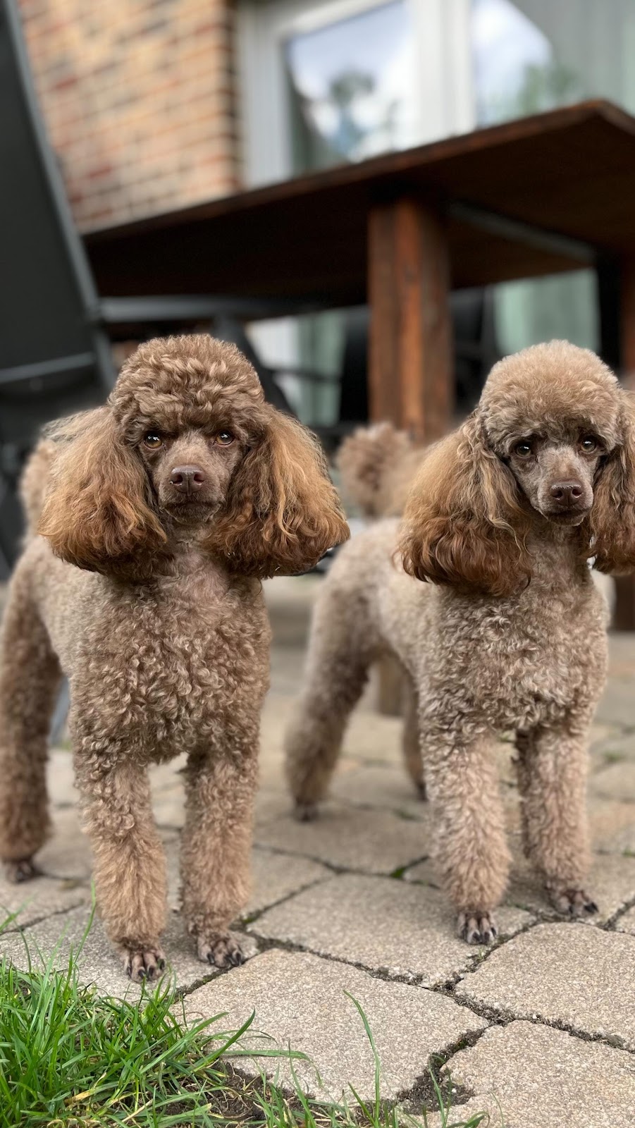 Brown Poodle - Dobby&Luna