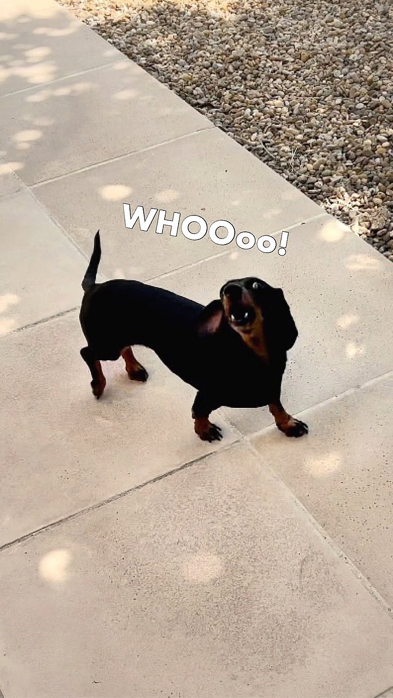 Worst Dog Breed For Apartments