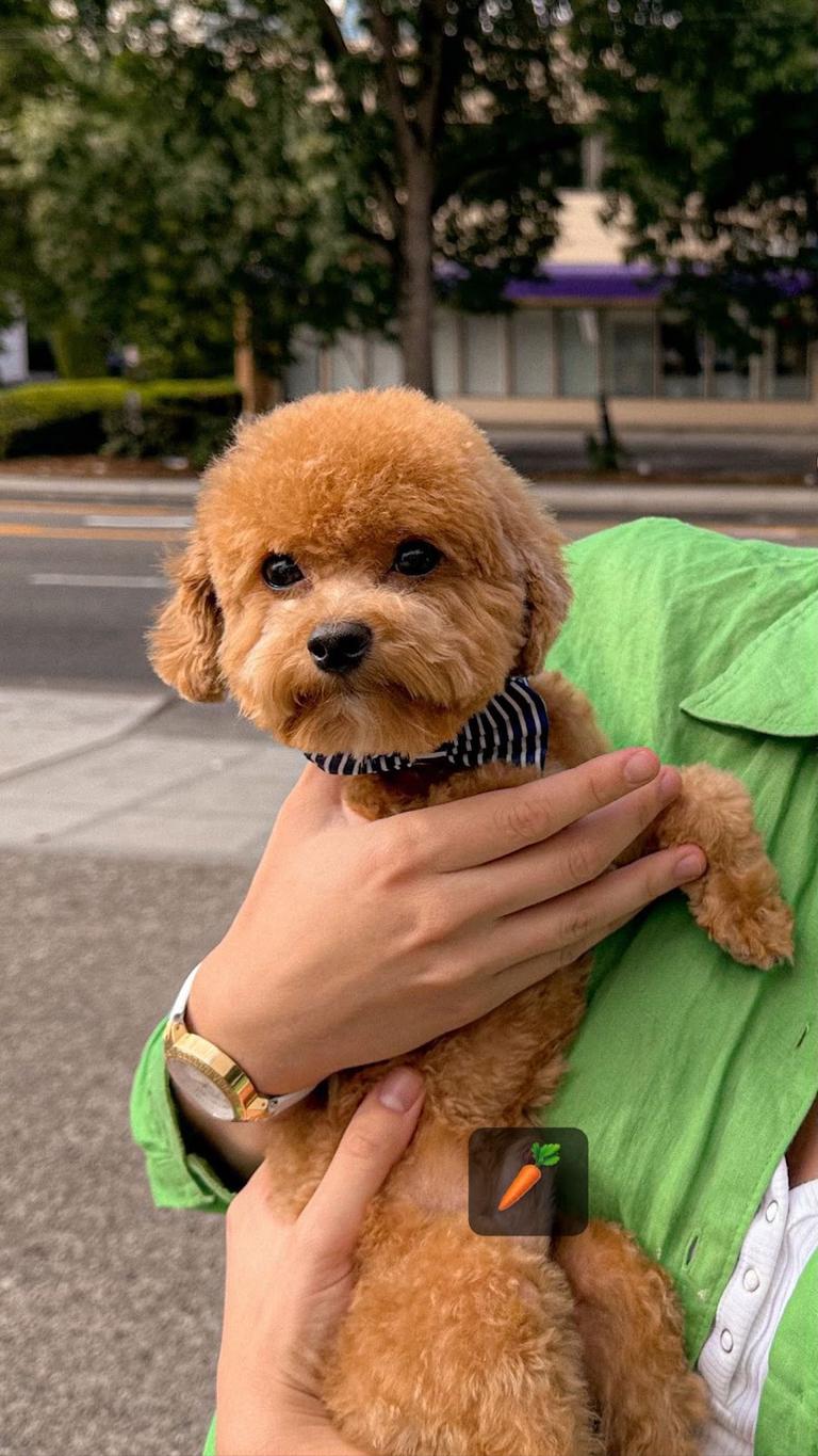 Teacup Poodles: Sunny