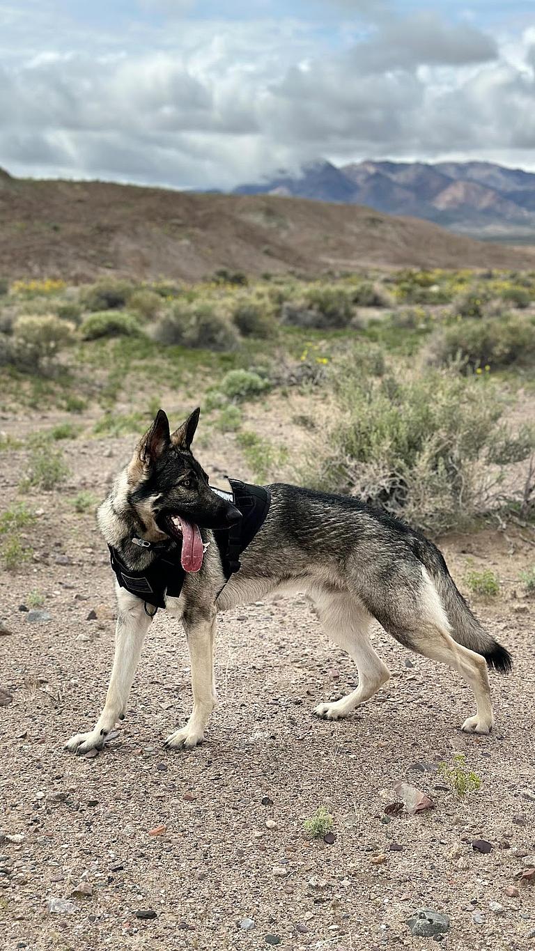 Sable German Shepherds