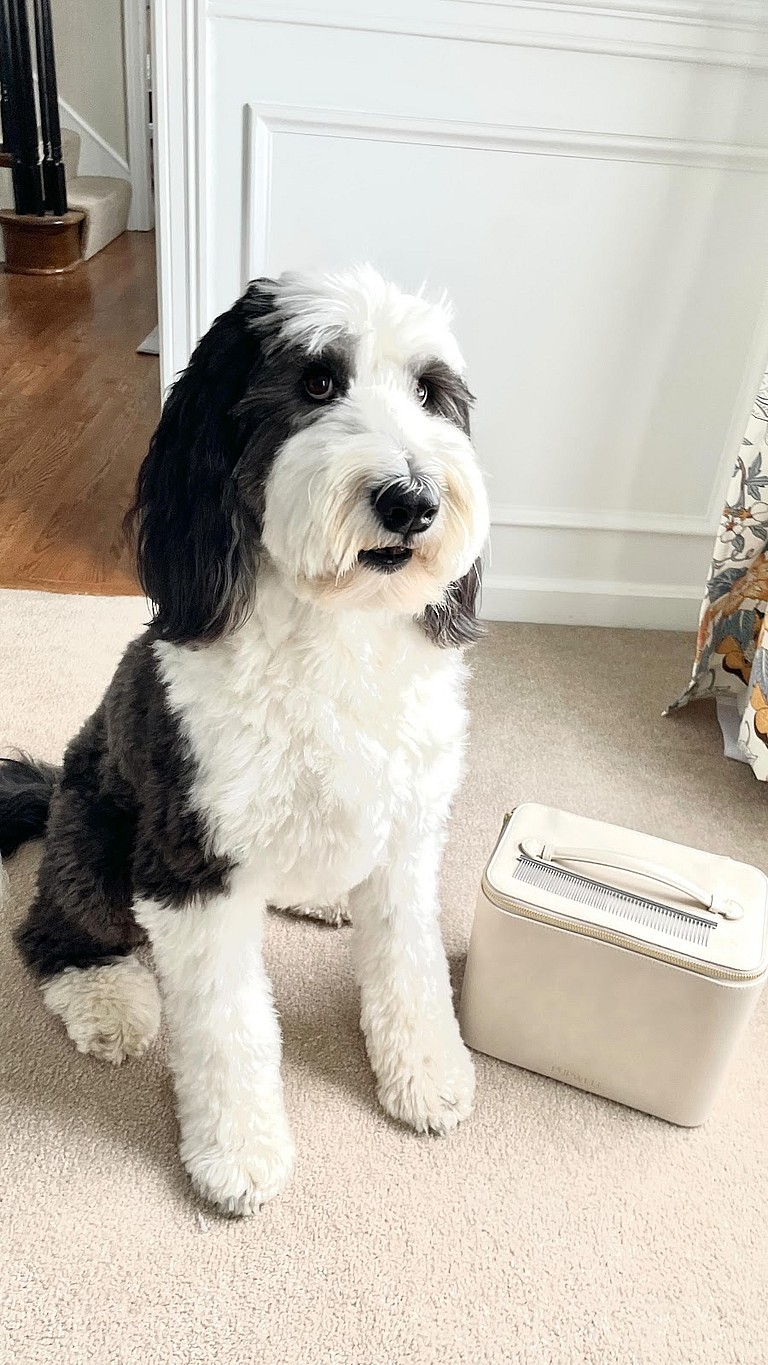 Sheepadoodle