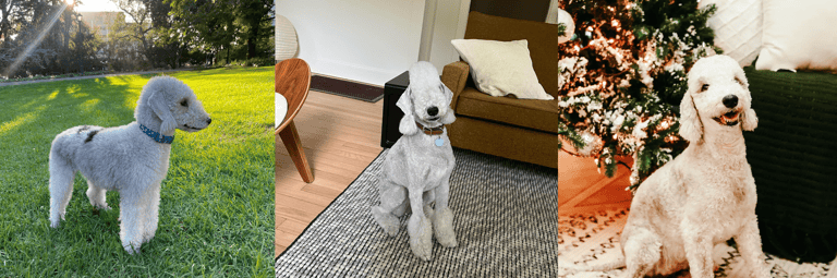 best apartment dogs