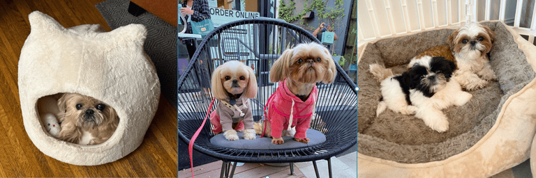 best apartment dogs