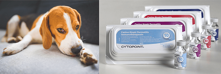 Cytopoint Injection for Dogs