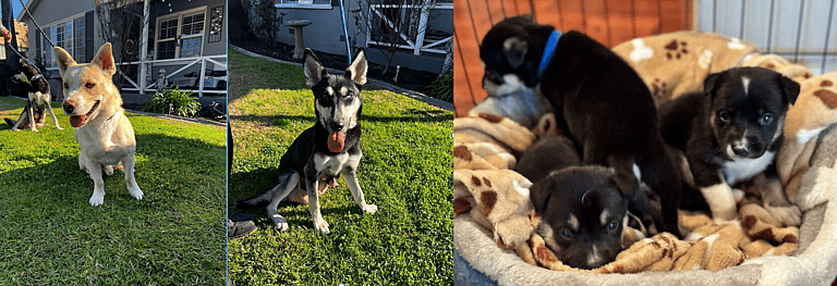 Watch The Dramatic Rescue of 11 Dogs Trapped in a Decaying Desert Home