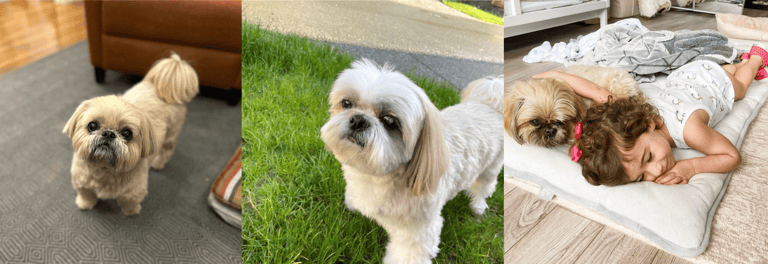 Best Dog Breed For Families With Young Children