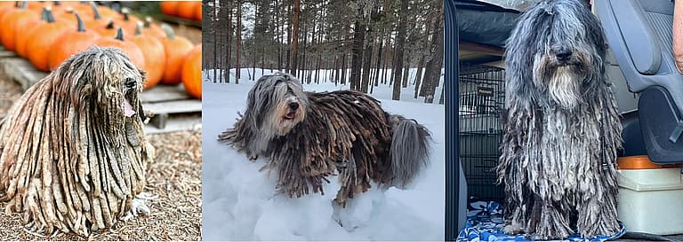 Weird Looking Dogs