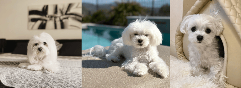 best apartment dogs