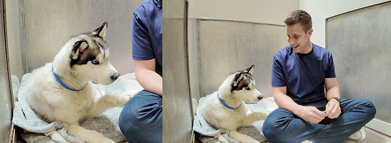 Sitting With Dogs 18: Henry