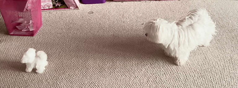 Pup's Priceless Reaction To His Lookalike