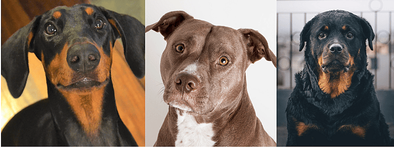 Breeds of Dogs That Increase Homeowners Insurance: Dog Breeds Not Covered By Insurance At All