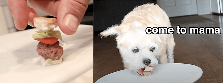 Leave it challenge: Blind Cane Corso Is Left Alone With Juicy Hamburger