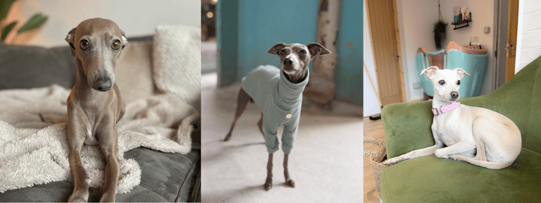 best apartment dogs