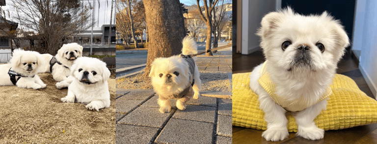 Crusty White Dog