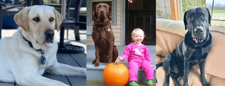 Best Dog Breed For Families With Young Children