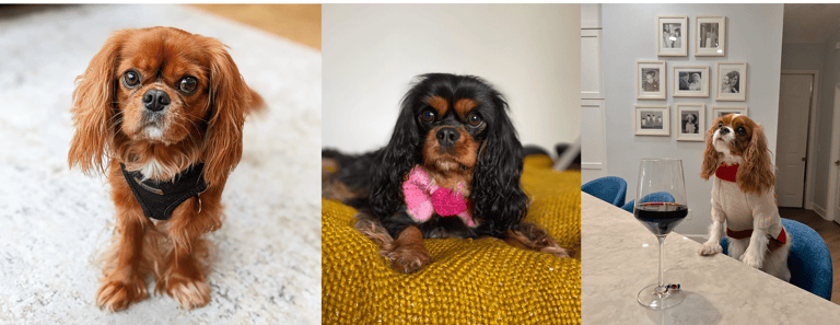best apartment dogs