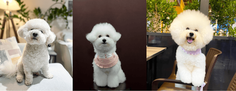 best apartment dogs