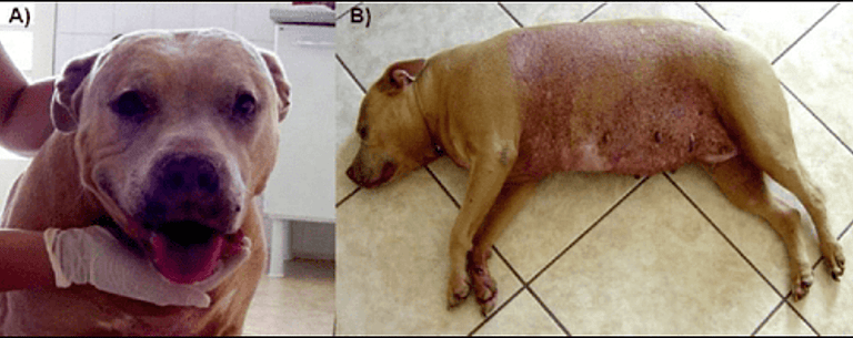 Pit Bull’s Lifespan