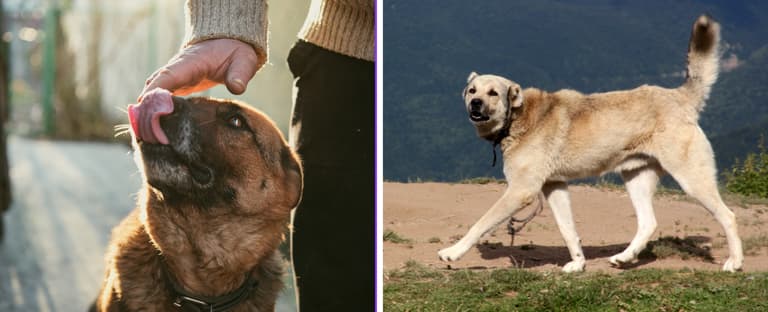 best guard dog breeds