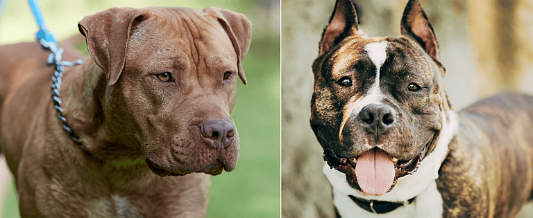 American Pit Bull Terriers vsAmerican Staffordshire Terriers