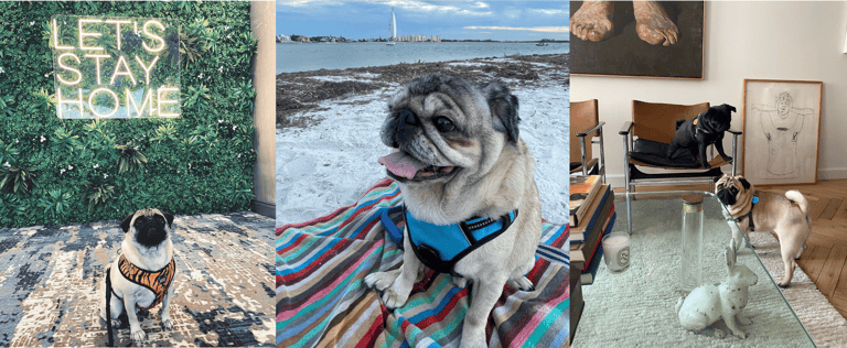 best apartment dogs