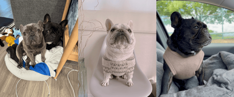 best apartment dogs