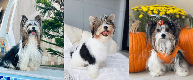 best apartment dogs