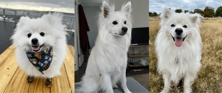 best apartment dogs