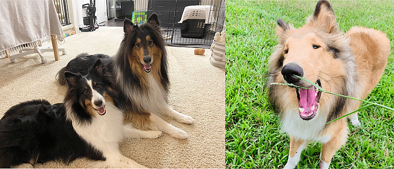 Aggressive Dog Breeds: Rough Collis
