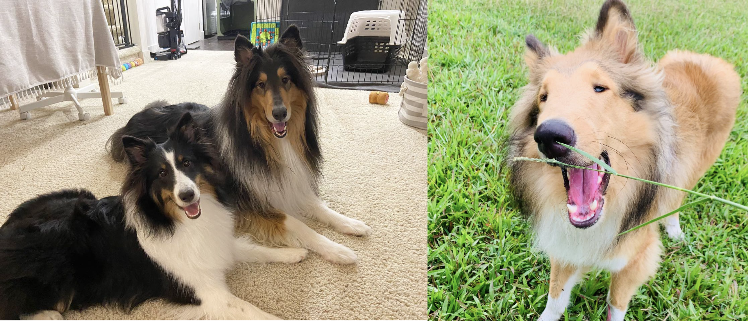 Aggressive Dog Breeds: Rough Collis