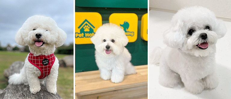 Best Dog Breed For Families With Young Children