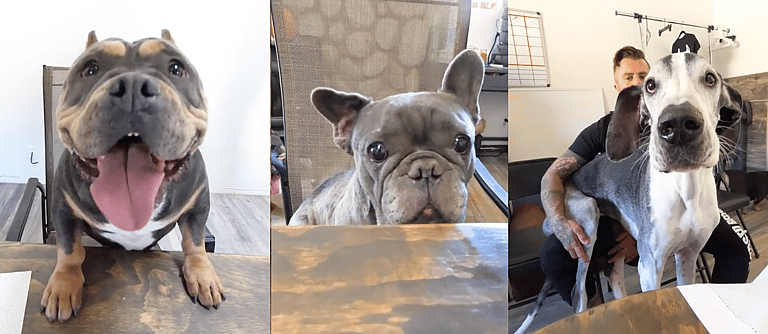 Homeless Dog's Reaction to Thanksgiving Dinner