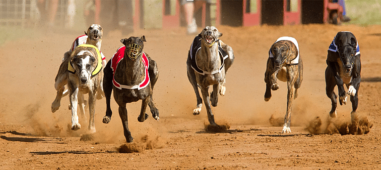 Fastest Dog Breeds